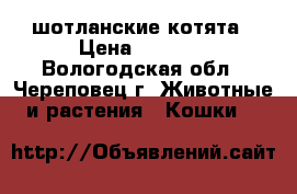 шотланские котята › Цена ­ 7 000 - Вологодская обл., Череповец г. Животные и растения » Кошки   